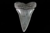 Fossil Mako Shark Tooth - Georgia #75091-1